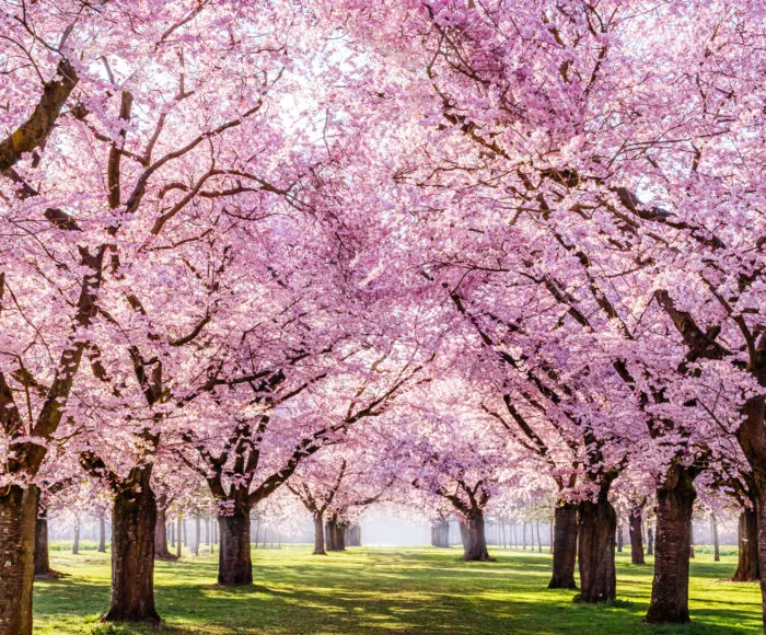 Sakura,Cherry,Blossoming,Alley.,Wonderful,Scenic,Park,With,Rows,Of