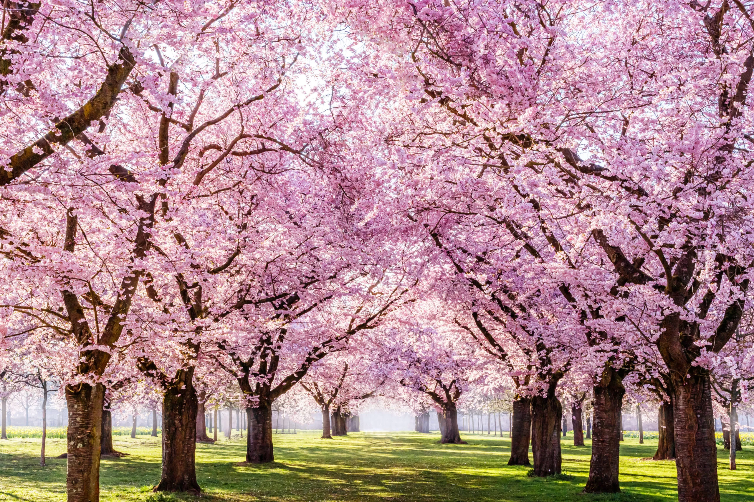 Sakura,Cherry,Blossoming,Alley.,Wonderful,Scenic,Park,With,Rows,Of